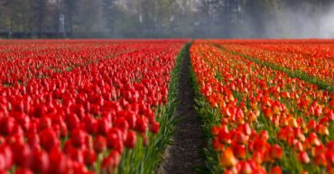 Campos de flores en Holanda